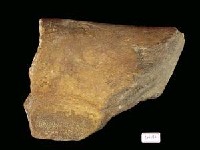 藏品(鬚鯨類下顎骨)的圖片